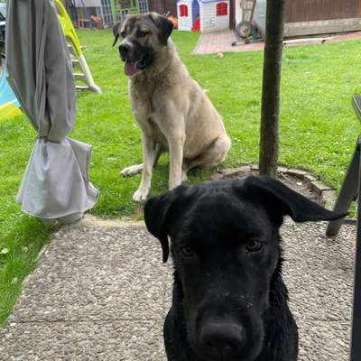 Hundetreffen-Hundefreunde-Bild