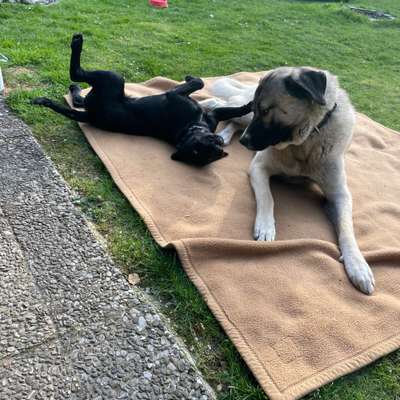Hundetreffen-Hundefreunde-Bild