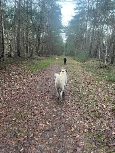 Hundeauslaufgebiet-Lette Waldgebiet-Bild