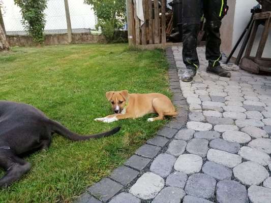 Kennt jmd die Rasse.-Beitrag-Bild