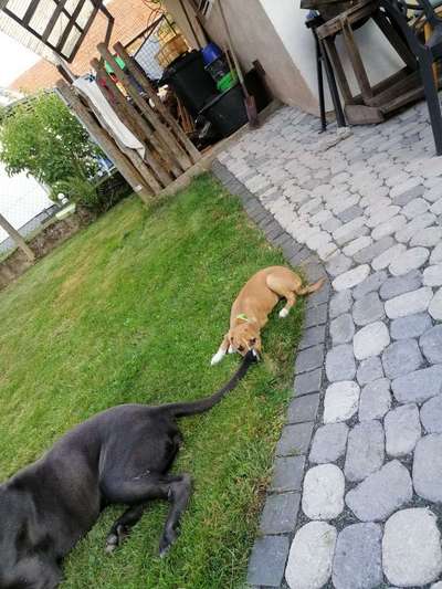 Kennt jmd die Rasse.-Beitrag-Bild