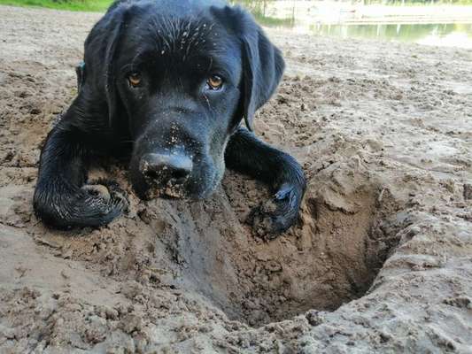 Dogorama Photo Challenge - Hundeblick zum hinschmelzen-Beitrag-Bild