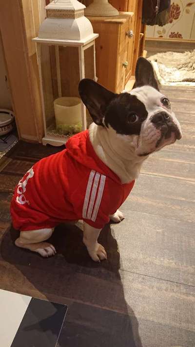 Französische Bulldoggen-Beitrag-Bild