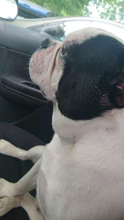 Französische Bulldoggen-Beitrag-Bild