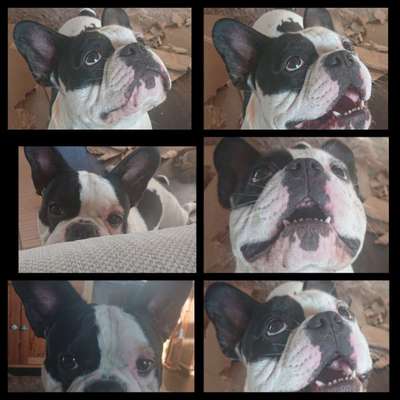 Fotocollage-Beitrag-Bild