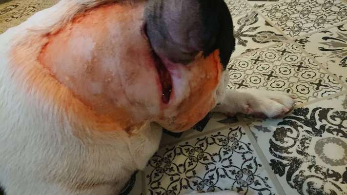 Französische Bulldoggen-Beitrag-Bild