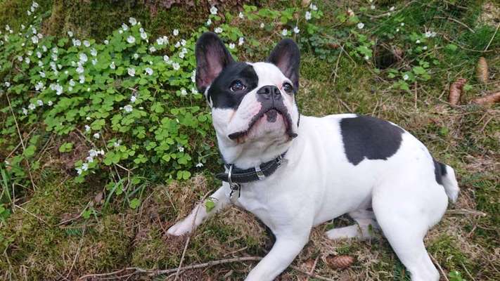 Französische Bulldoggen-Beitrag-Bild