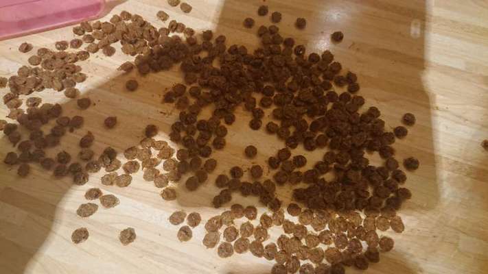 Französische Bulldoggen-Beitrag-Bild