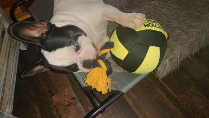 Französische Bulldoggen-Beitrag-Bild