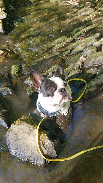 Dogorama Photo Challenge - Steine/Felsen-Beitrag-Bild