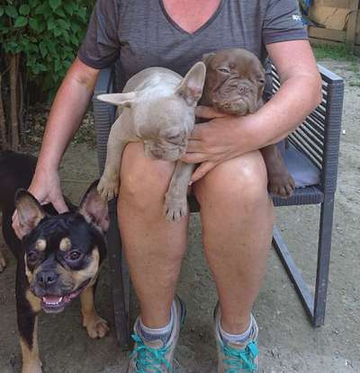 Französische Bulldoggen-Beitrag-Bild