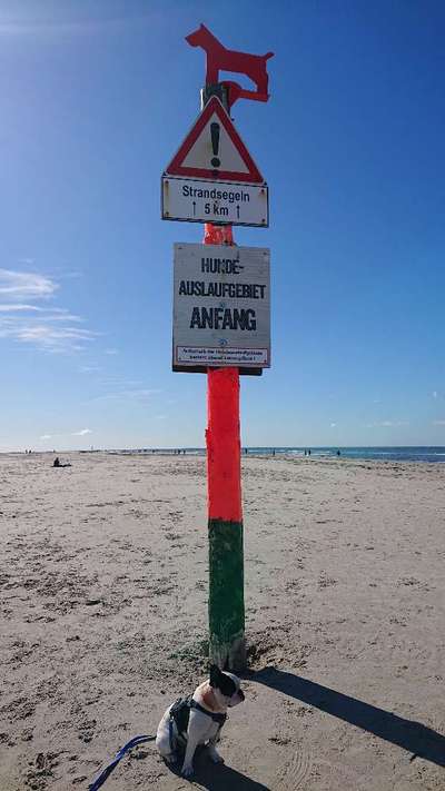 Französische Bulldoggen-Beitrag-Bild