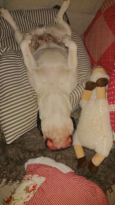 Dogorama Photo Challenge - Zeigt her eure Bäuche-Beitrag-Bild