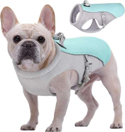 Französische Bulldoggen-Beitrag-Bild