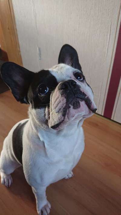 Französische Bulldoggen-Beitrag-Bild