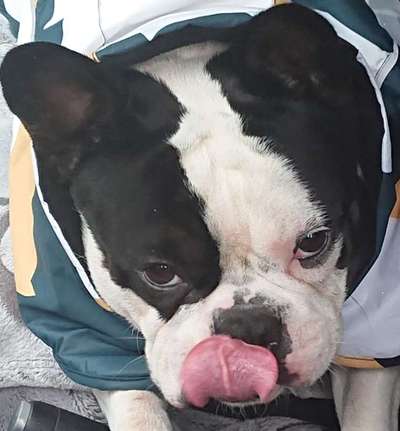 Zeigt mir die tollste Nahaufnahme von eurer Fellnase-Beitrag-Bild