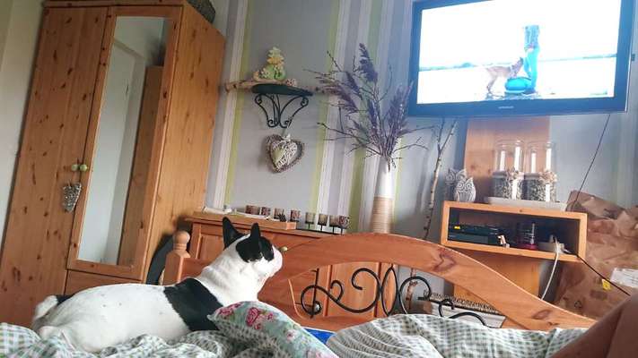 Top Dog-der Live Ticker Thread-Beitrag-Bild