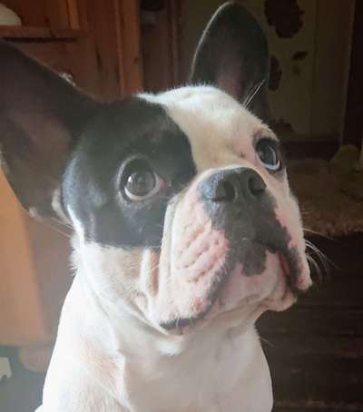 Französische Bulldoggen-Beitrag-Bild