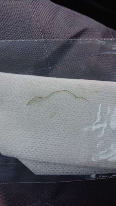 Französische Bulldoggen-Beitrag-Bild