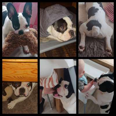 20. Collagen Challenge - "Lustige Schnappschüsse"-Beitrag-Bild