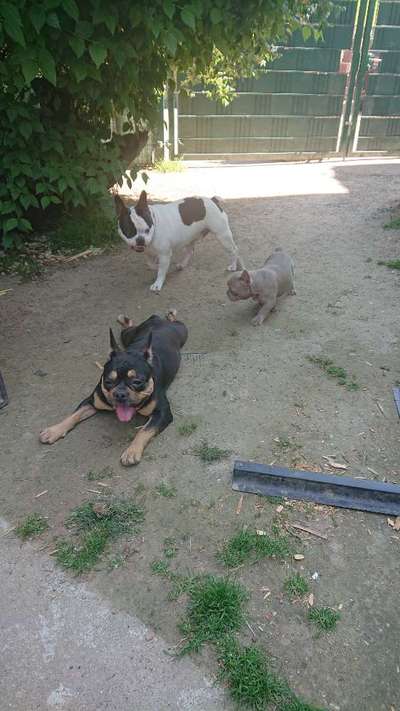 Französische Bulldoggen-Beitrag-Bild