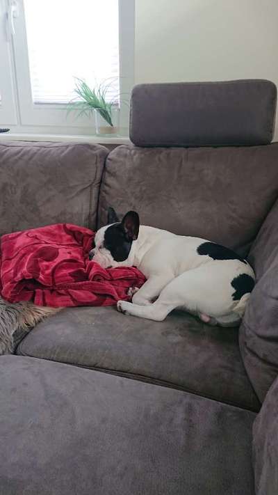 Französische Bulldoggen-Beitrag-Bild