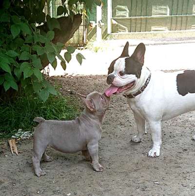 Französische Bulldoggen-Beitrag-Bild