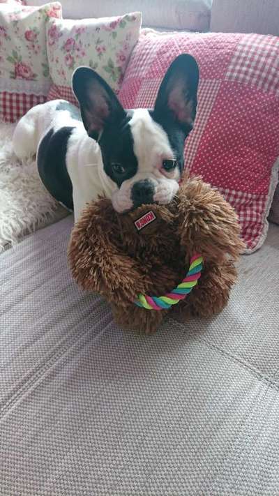 Französische Bulldoggen-Beitrag-Bild