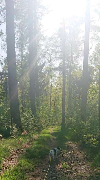 SonnenSTRAHLEN-Beitrag-Bild