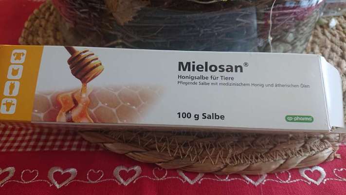 Französische Bulldoggen-Beitrag-Bild