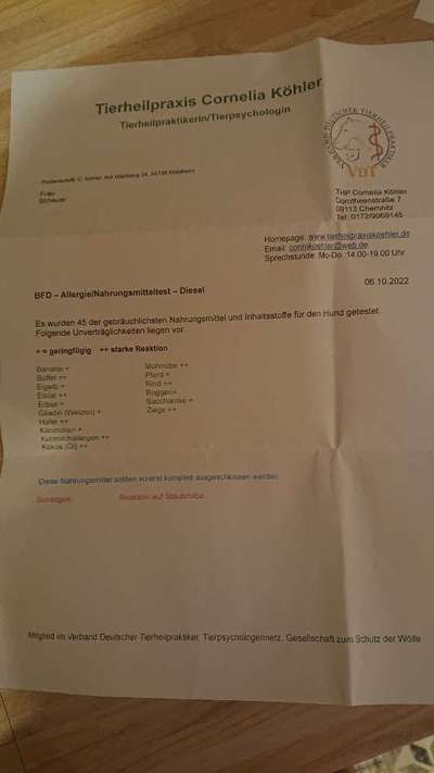 Französische Bulldoggen-Beitrag-Bild