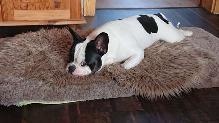 Französische Bulldoggen-Beitrag-Bild