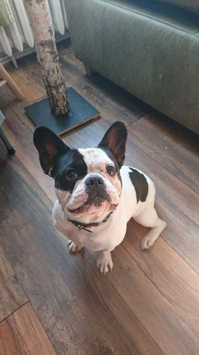 Französische Bulldoggen-Beitrag-Bild