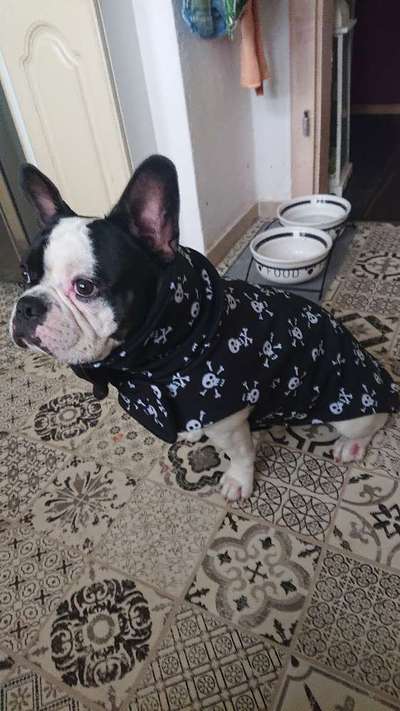 Französische Bulldoggen-Beitrag-Bild