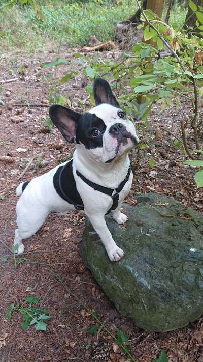 Französische Bulldoggen-Beitrag-Bild