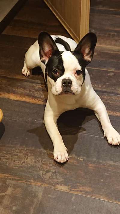 Französische Bulldoggen-Beitrag-Bild