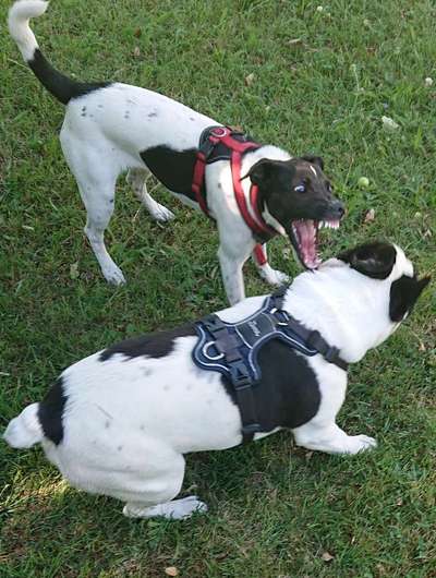 Dogorama Photo Challenge - Spielgesicht-Beitrag-Bild