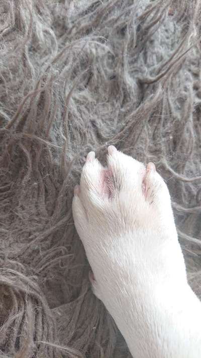 Französische Bulldoggen-Beitrag-Bild