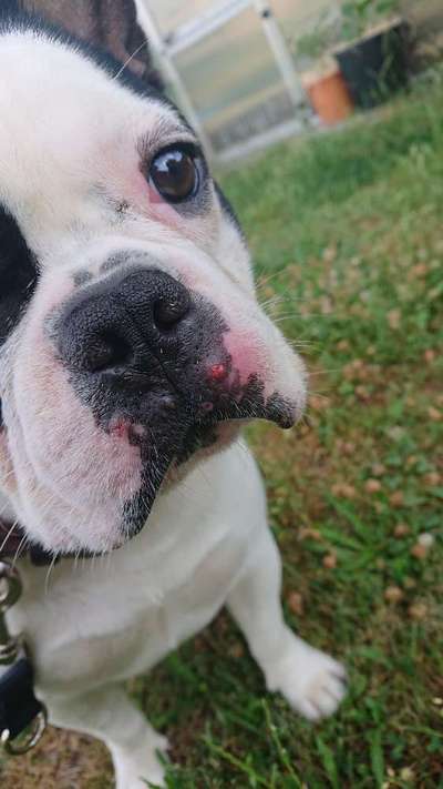 Französische Bulldoggen-Beitrag-Bild