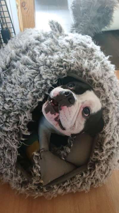 Dogorama Foto Challenge - Erwischt-Beitrag-Bild