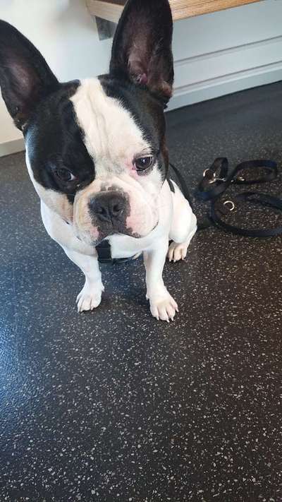 Französische Bulldoggen-Beitrag-Bild