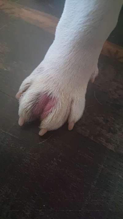 Französische Bulldoggen-Beitrag-Bild