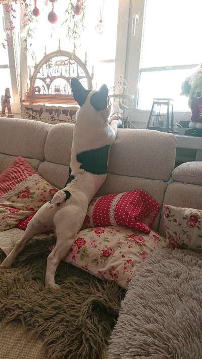 Dogorama Photo Challenge - Hündchen streckt dich-Beitrag-Bild