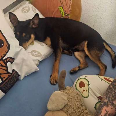 Wo sind die Zwergpinscher?-Beitrag-Bild