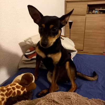 Wo sind die Zwergpinscher?-Beitrag-Bild