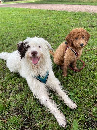 Welche Hunderasse-Beitrag-Bild