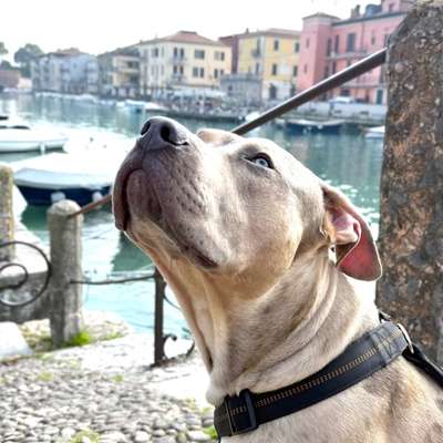 Hundetreffen-Spiel und Sozialisierungspartner-Bild