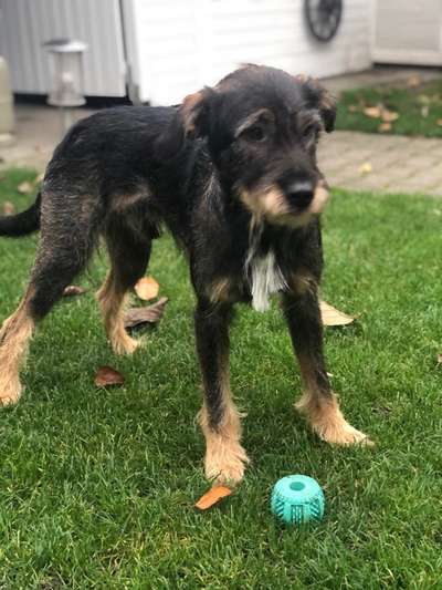 Mischlinge raten - Rätselspaß-Beitrag-Bild