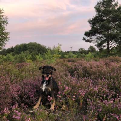 Hundetreffen-Spielrunde/Gassirunde