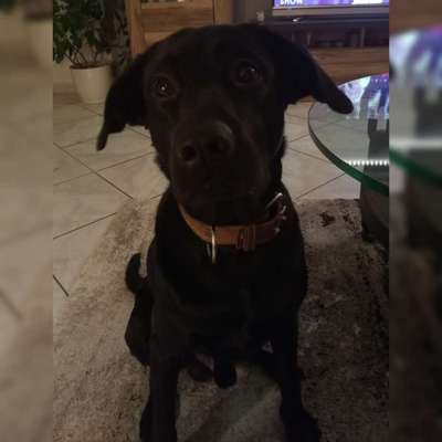 Labradorfans-Beitrag-Bild